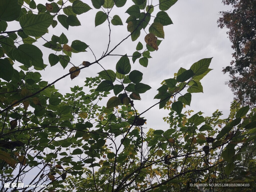 枝叶繁茂的绿植景象