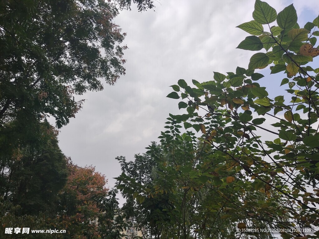 林间树梢上的天空景象