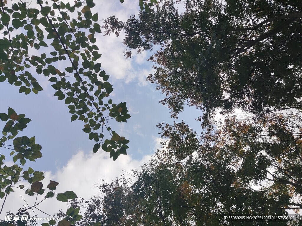 仰视繁茂枝叶与天空