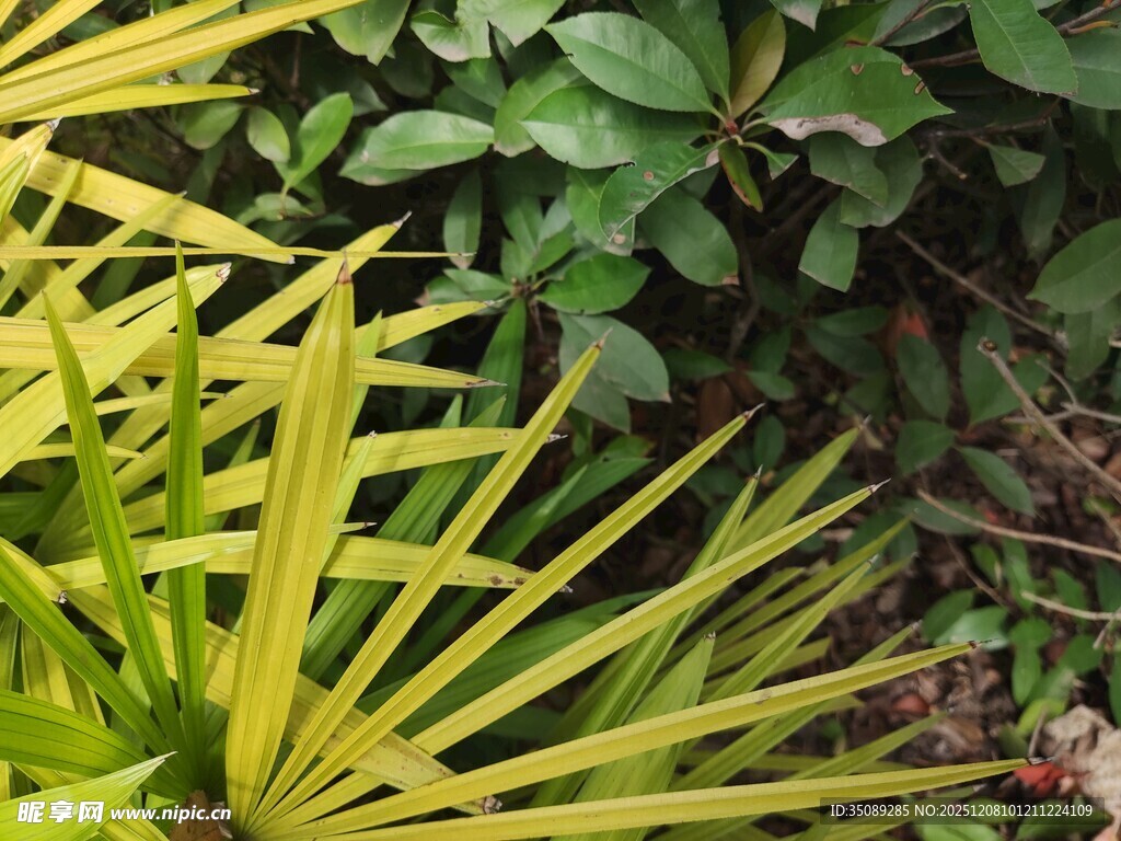 黄绿相间的独特植物叶片