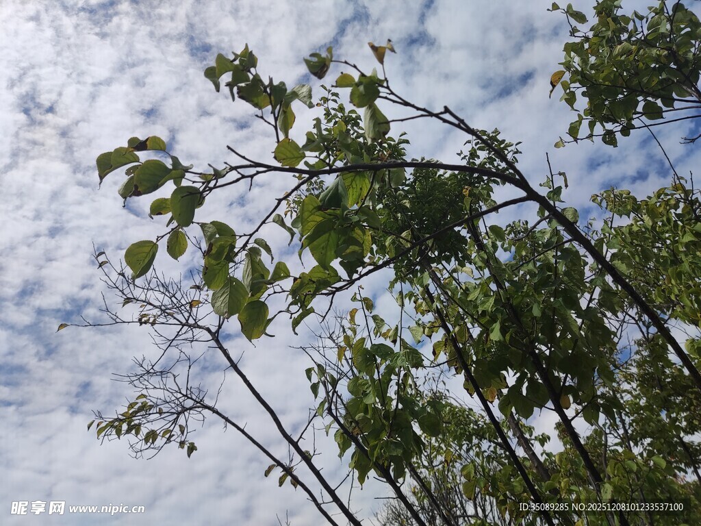 枝叶伸展于蓝天白云间