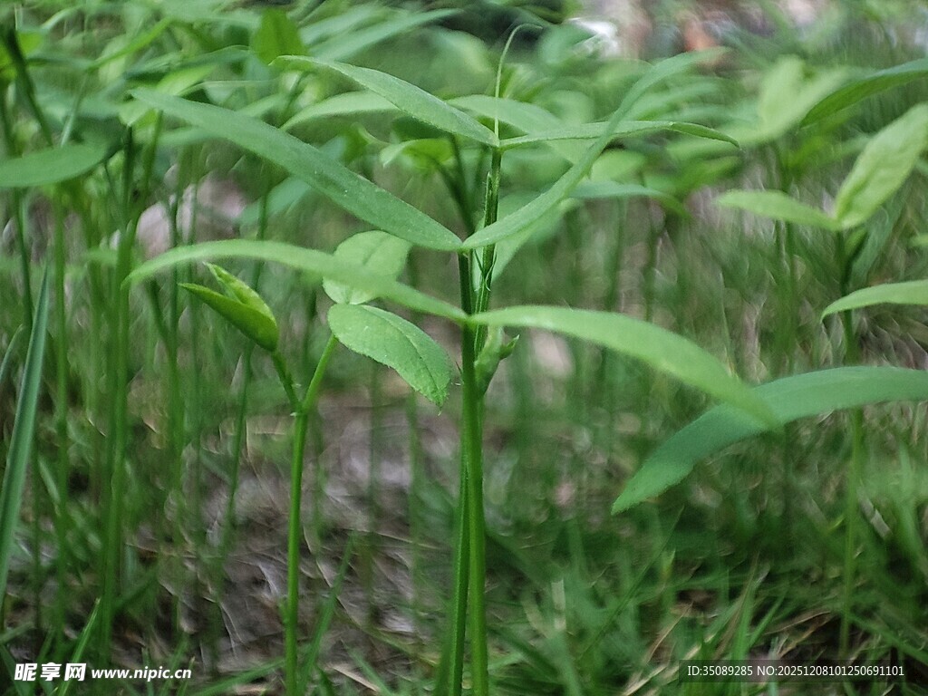嫩绿植物于草丛中生长