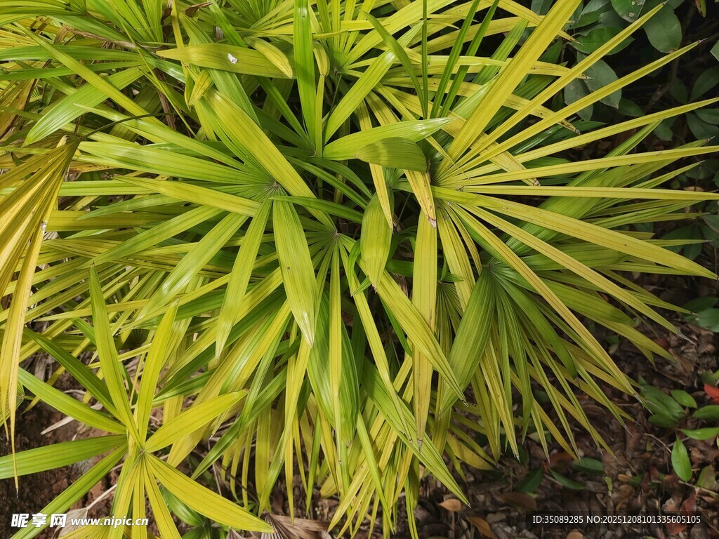 翠绿丛生的剑形叶片植物