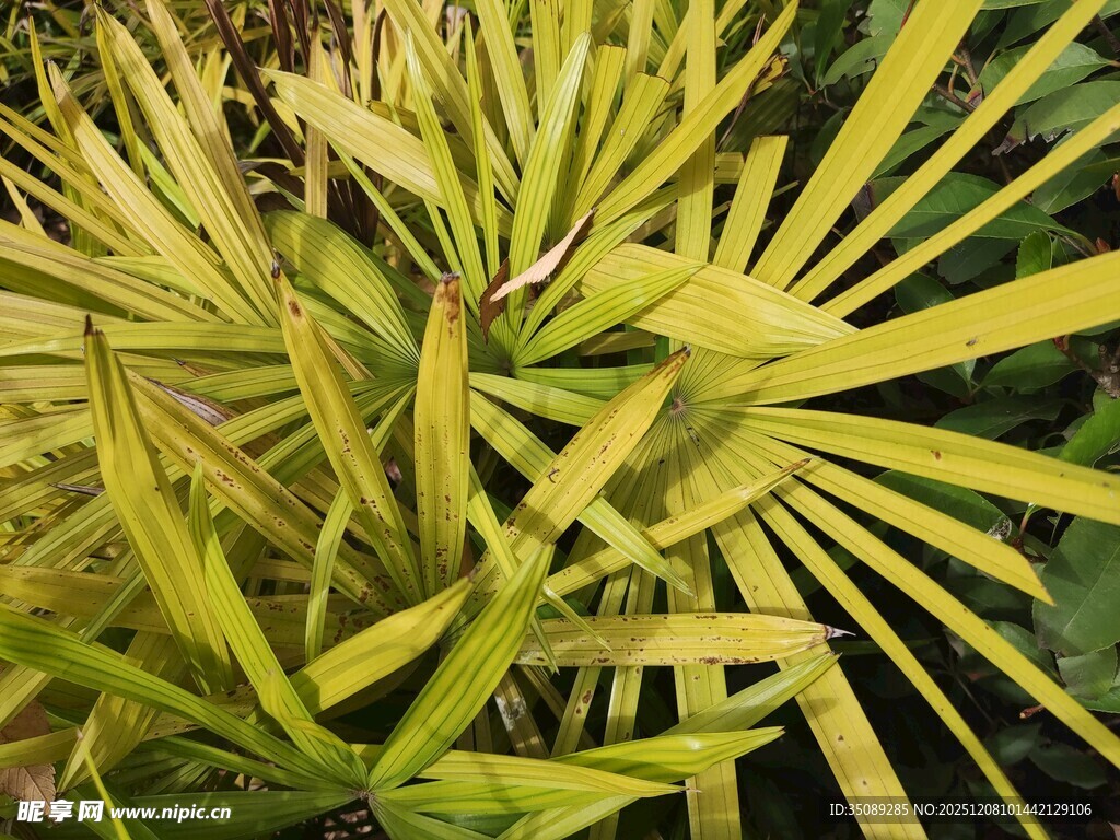 金黄叶片的植物特写