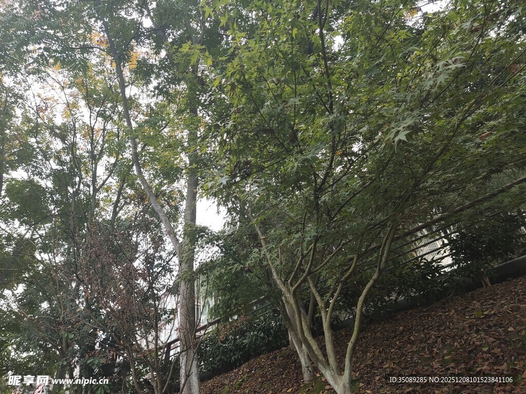 户外葱郁树木景观