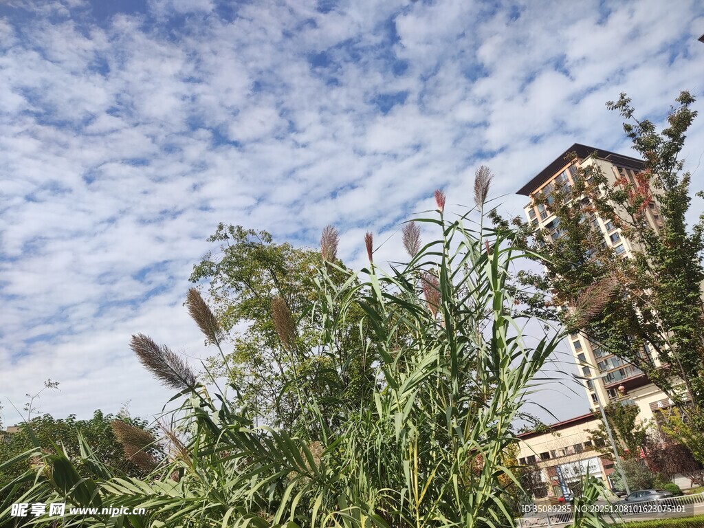 蓝天白云下的建筑与绿植