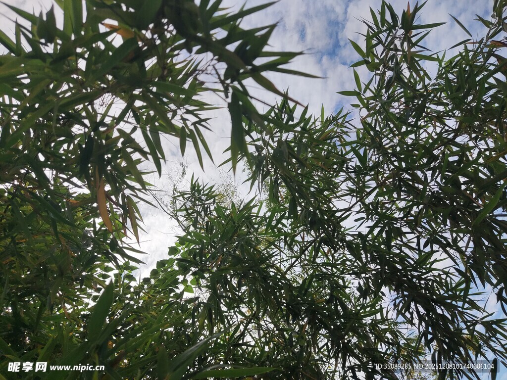 竹林上方的天空与枝叶