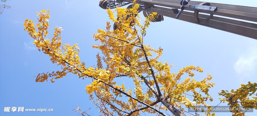 秋日枝头黄叶映蓝天