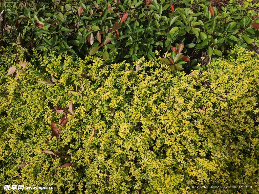 黄绿相间的茂密灌木丛