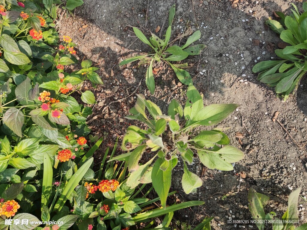 花园中的多彩植物景观