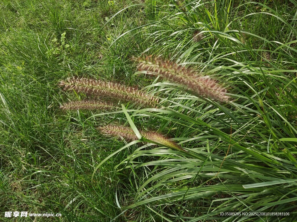 随风摇曳的狗尾草