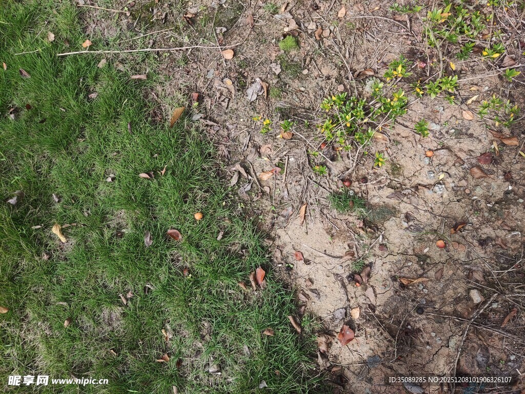 草地旁的裸露泥土与嫩芽