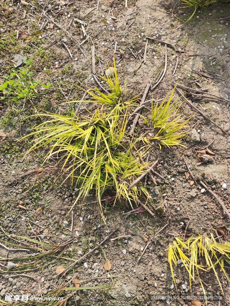 地面上的嫩绿植物