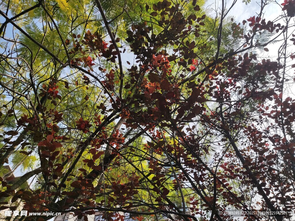 秋日枝头红叶与绿叶交织