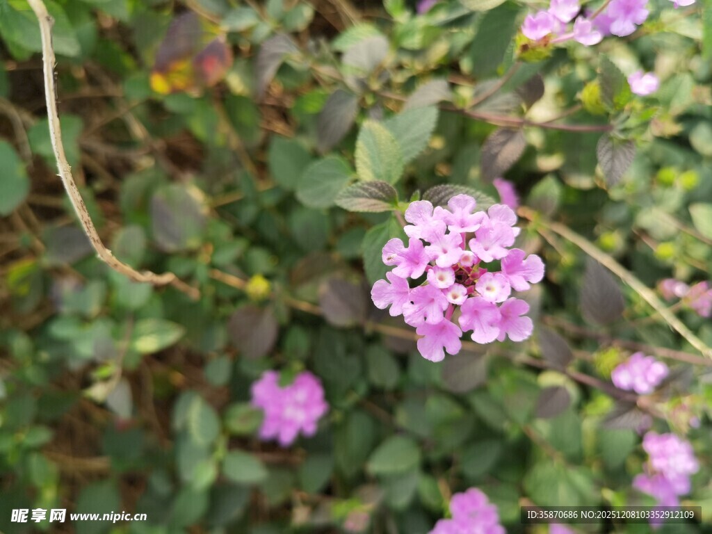 紫色小花绽放于绿叶间