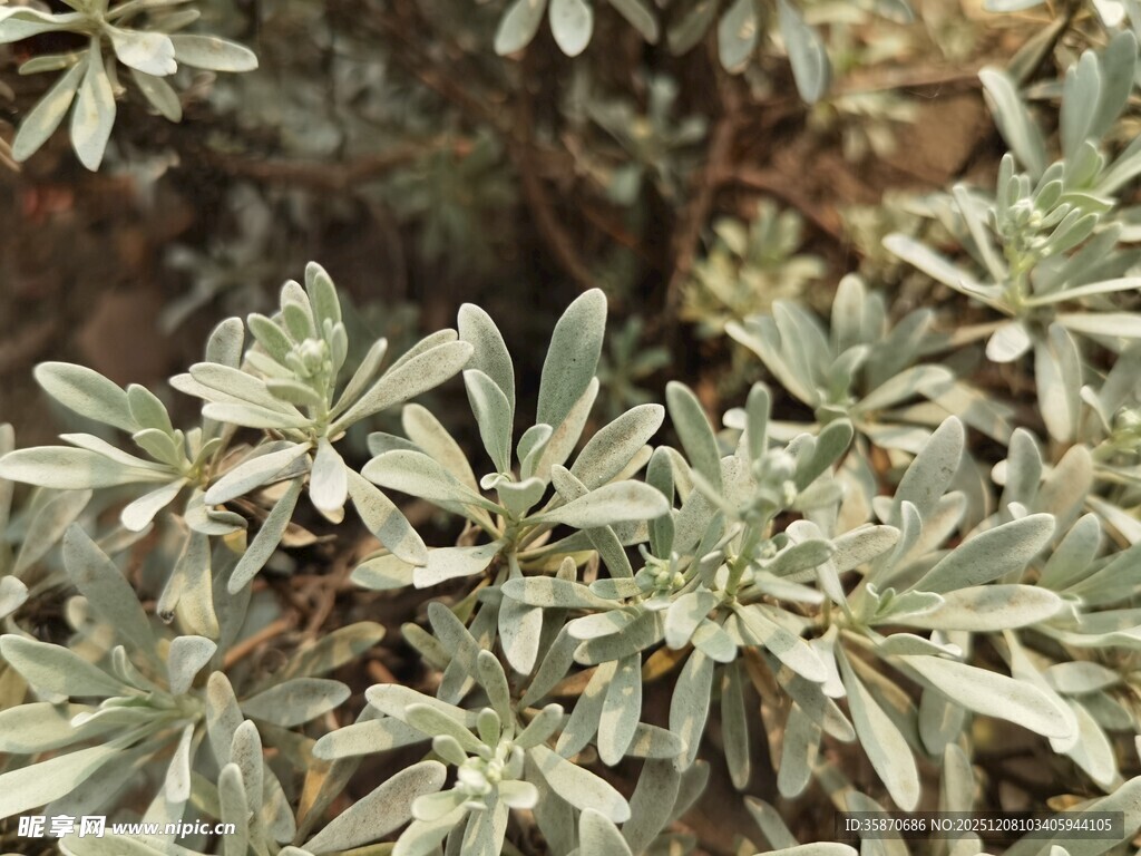 银叶植物特写