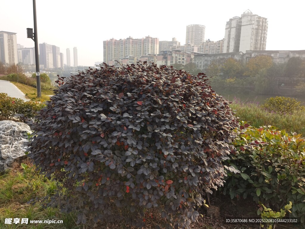 城市边的紫叶灌木丛景
