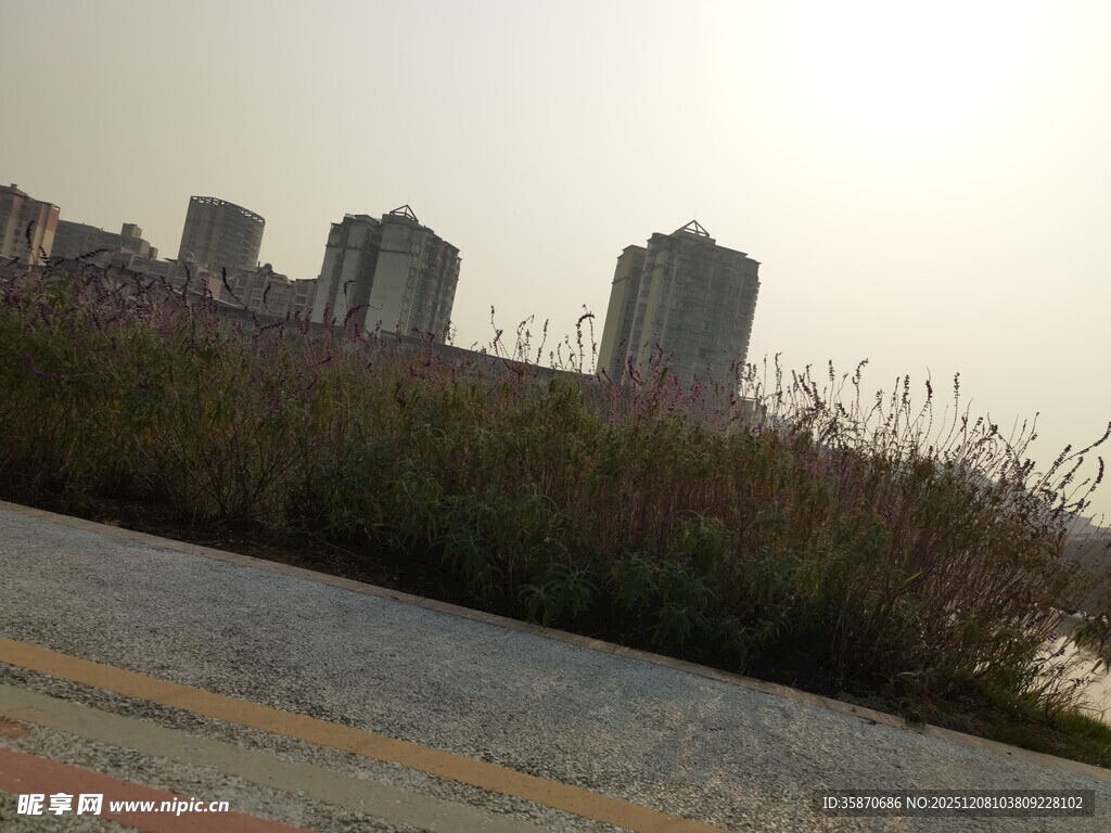 城市边的草地与高楼