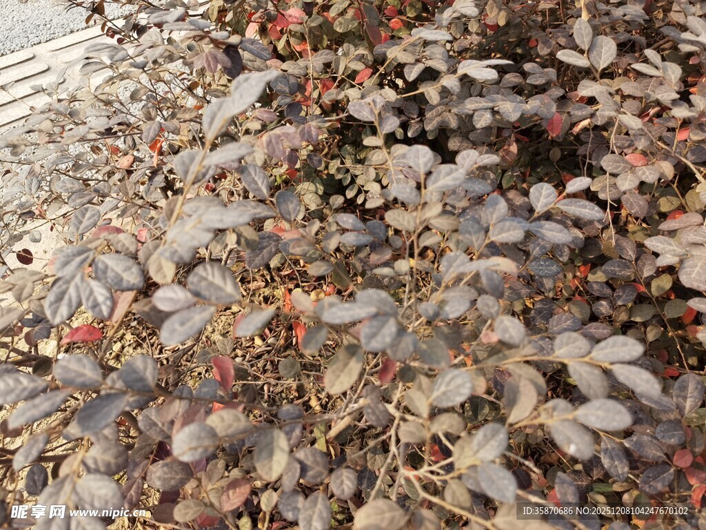 落叶覆盖的地面景象