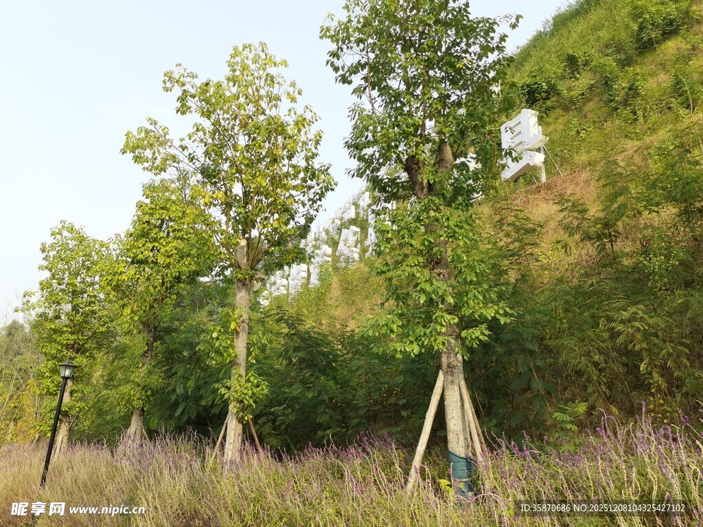 郊外绿树成荫的自然景致