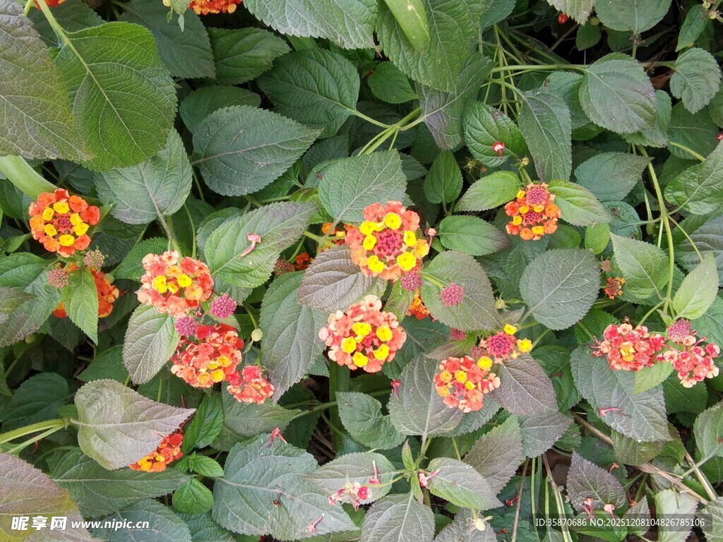 多彩旱金莲绽放绿叶间