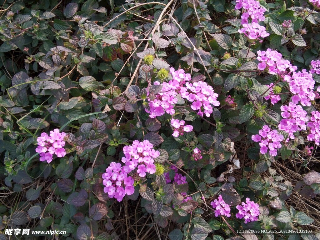 绽放的紫色花卉