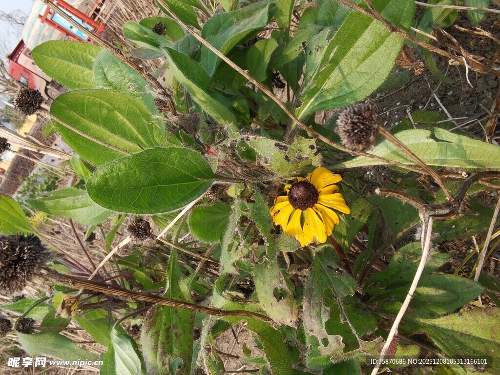 绿叶间的黄色小花