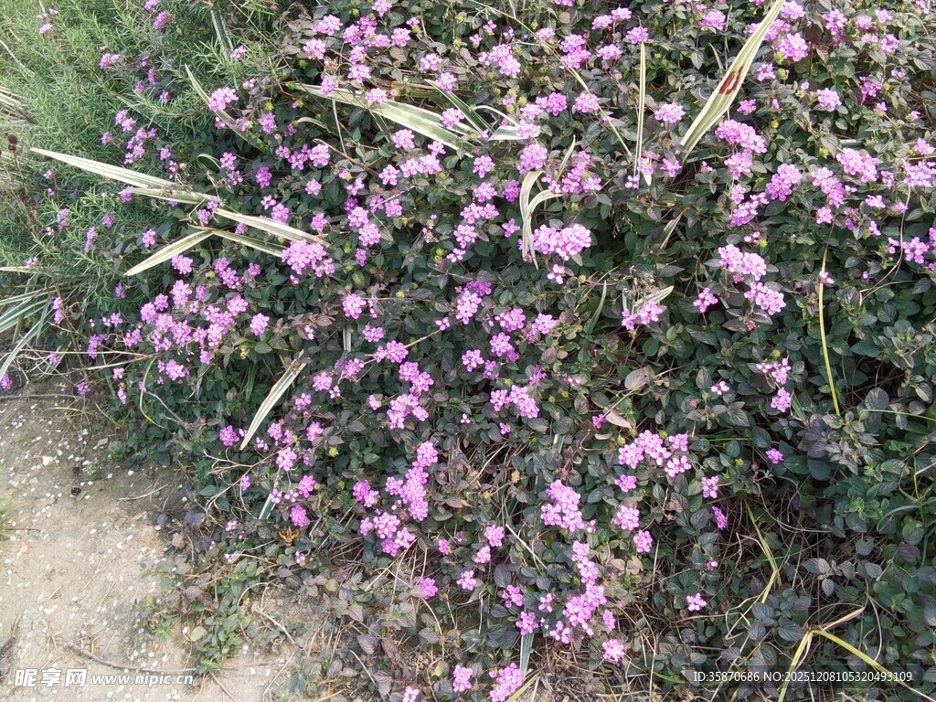 紫色花丛绽放生机