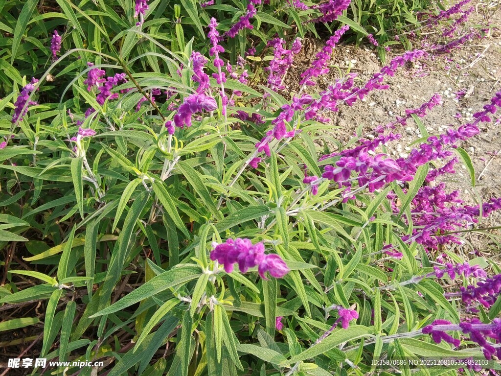 紫色鼠尾草绽放的美丽