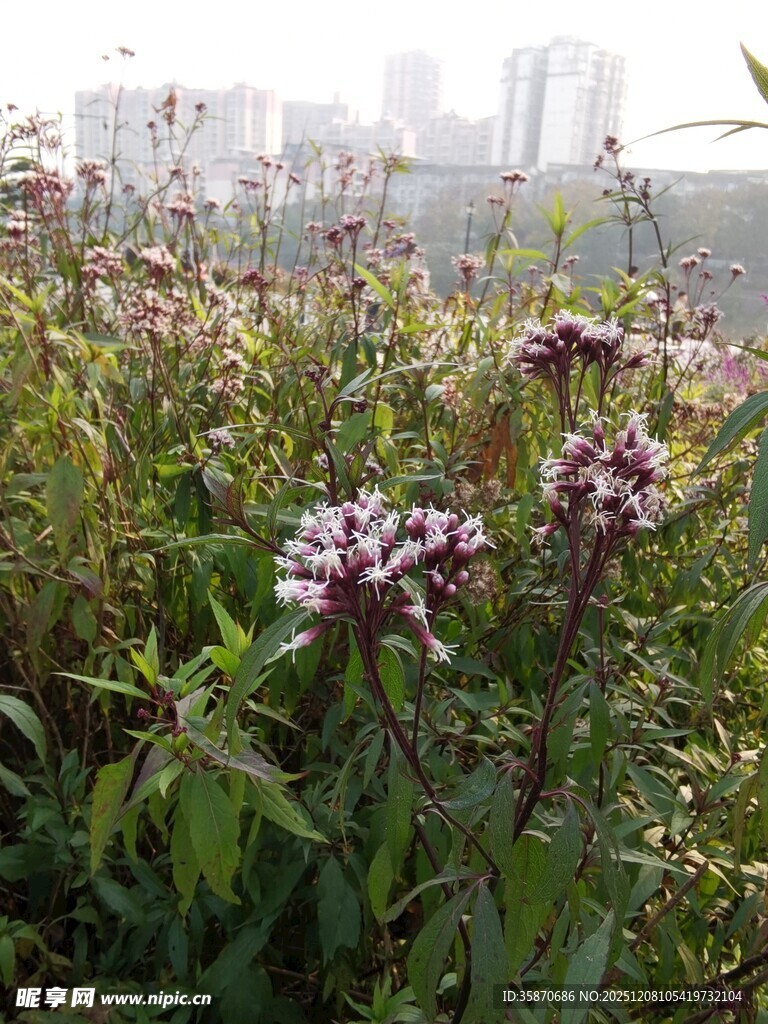 野外绽放的紫色小花