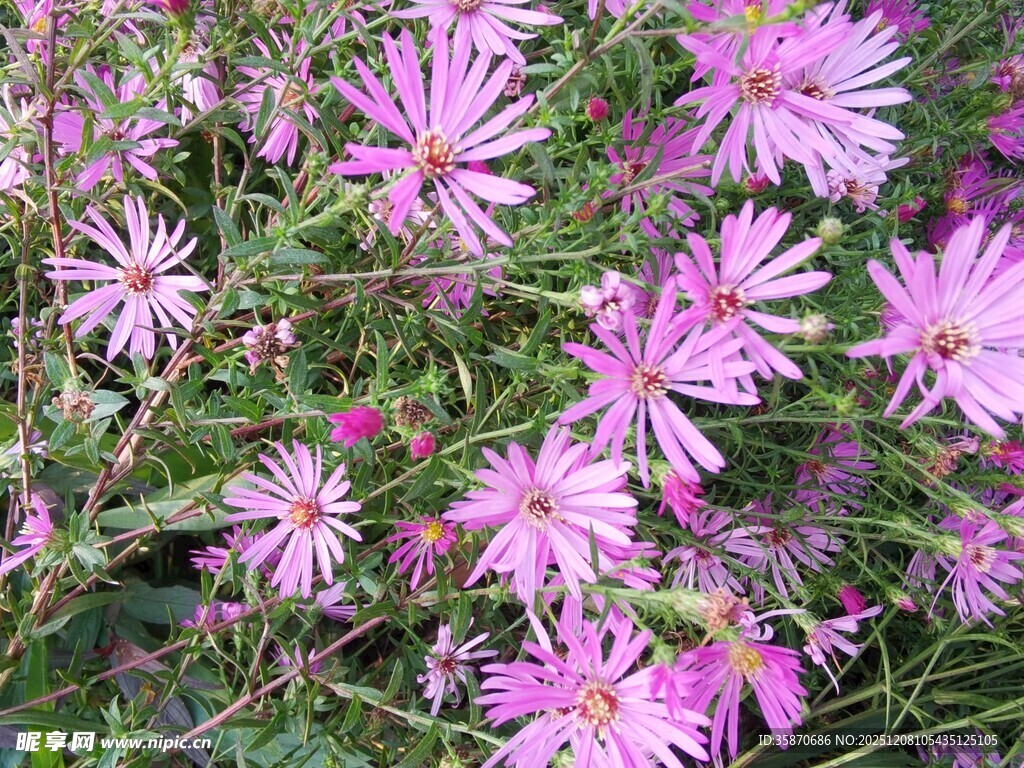 美丽绽放的粉色花朵
