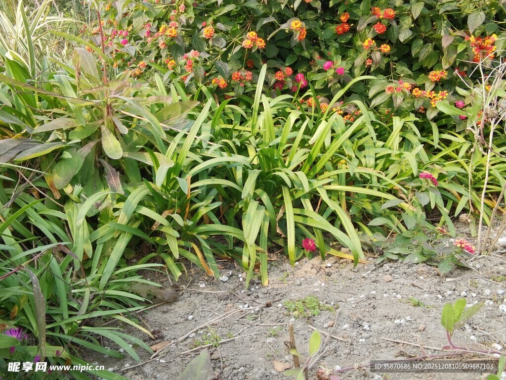 花园中的多样绿植景观