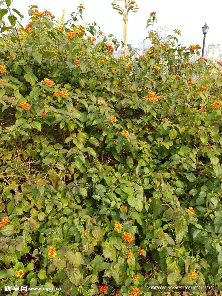 繁茂绿植间的橙色花朵