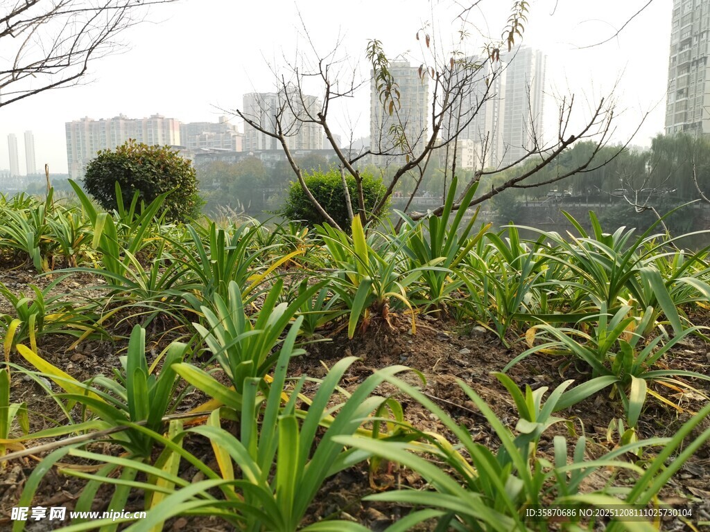 城市中的绿植景观