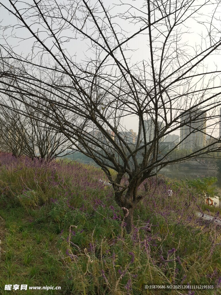 冬日枯树旁的紫色花草