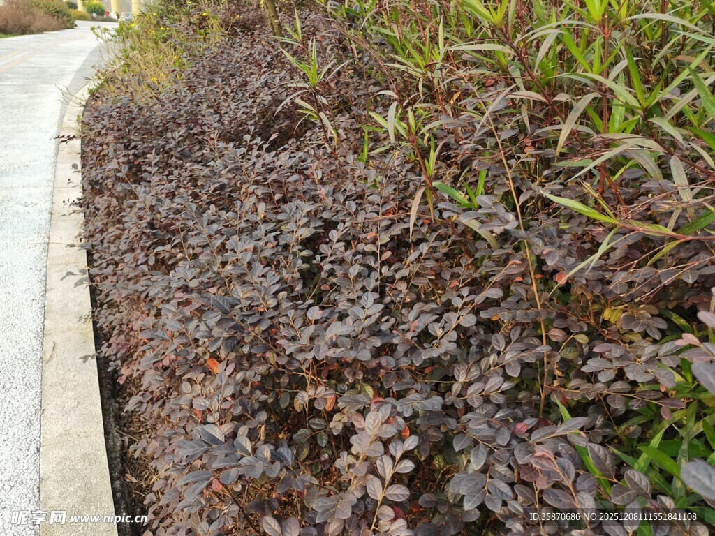 紫叶小檗植物景观