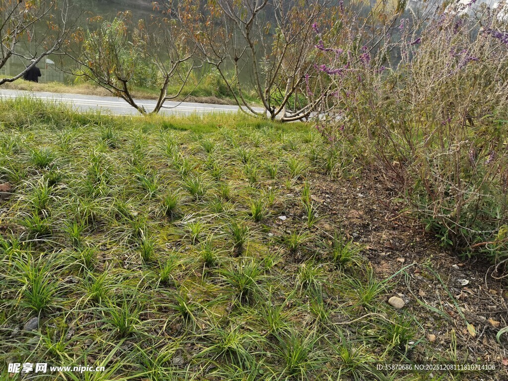 野外草地与蜿蜒小路景观