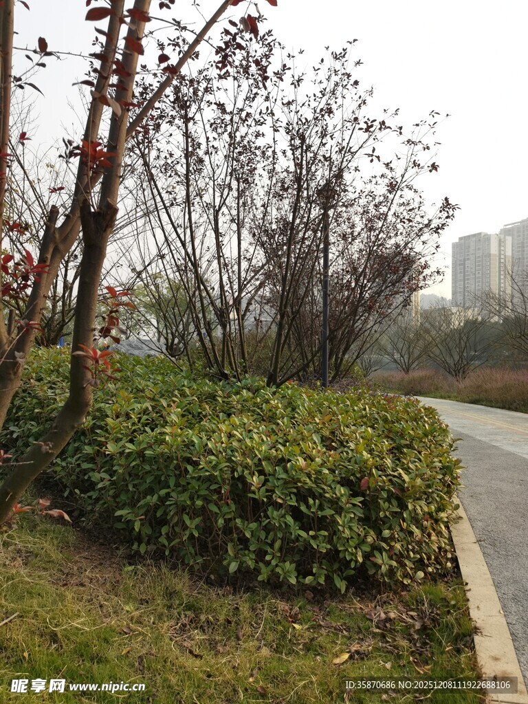 城市路边绿植景观