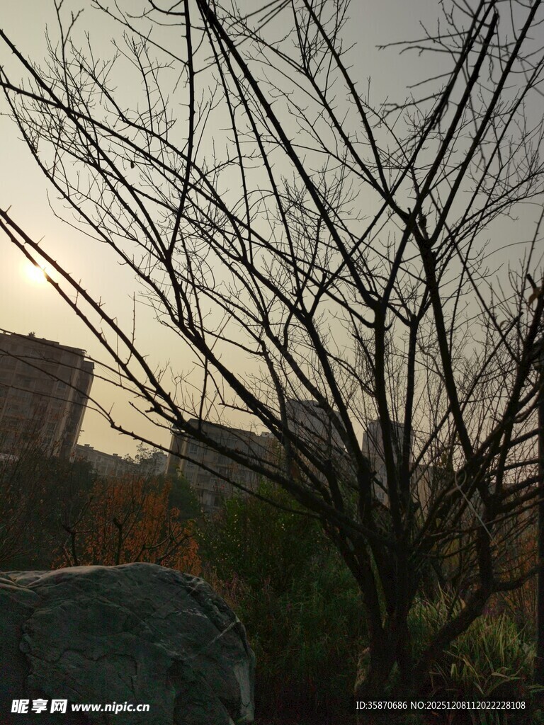 黄昏下的光秃树枝景象