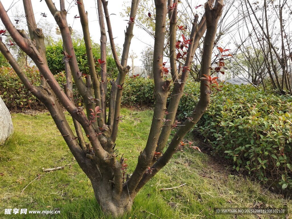 光秃树枝旁的绿植景观