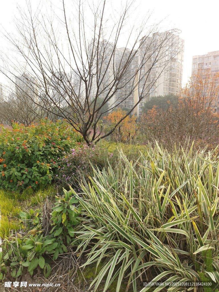 城市中的绿植景观