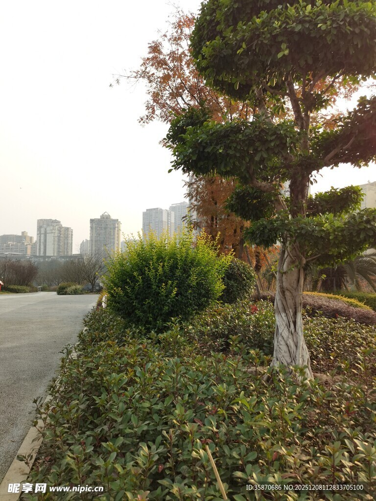 路边造型别致的绿植景观