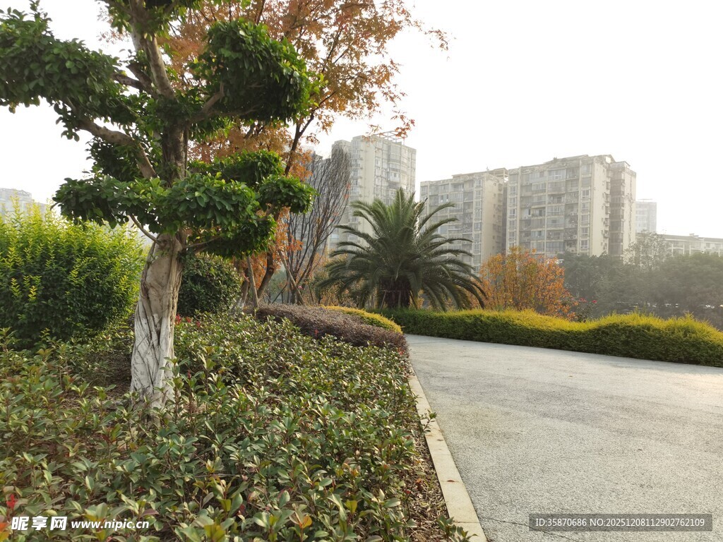 城市路边绿植景观
