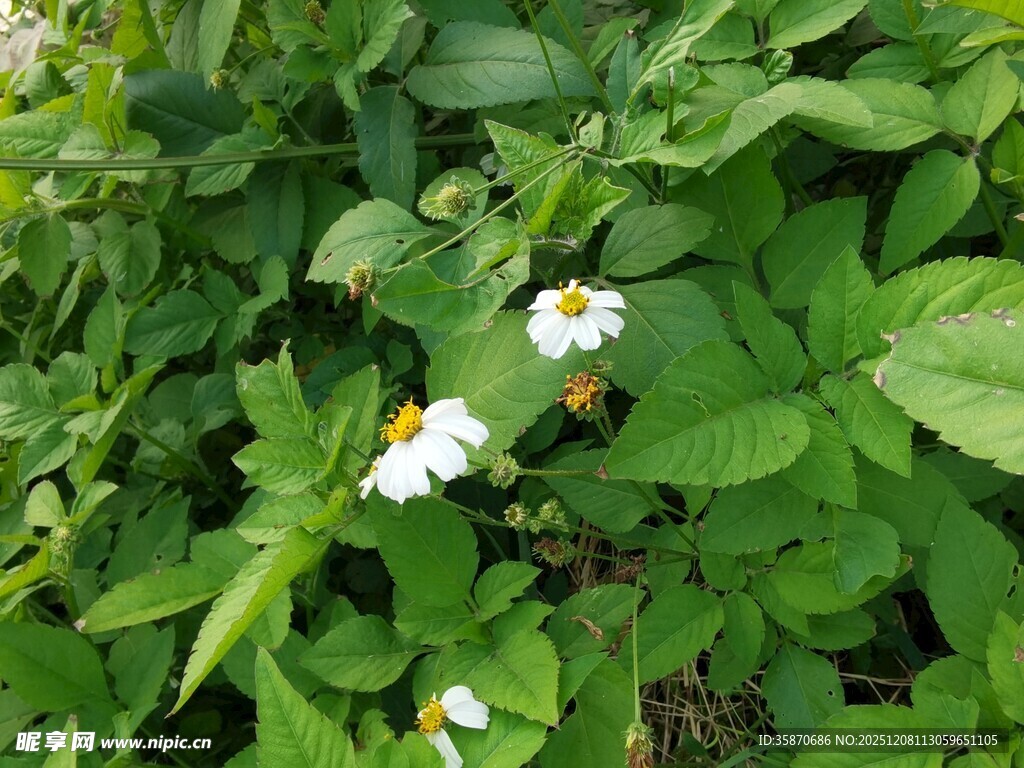 绿叶丛中的白色小花