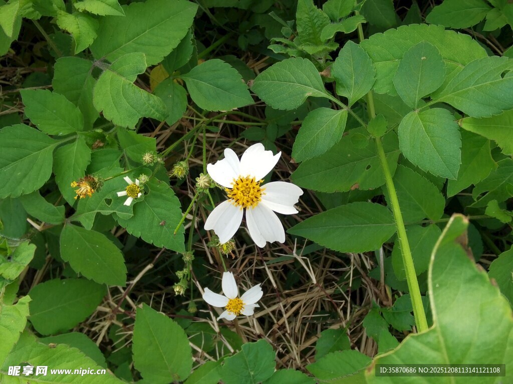 绿叶丛中的两朵小白花