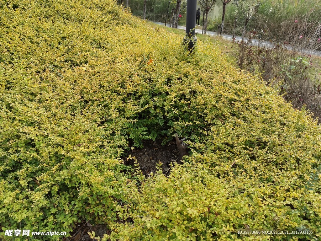 金黄灌木丛景观