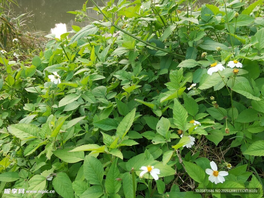 绿叶丛中的白色小花