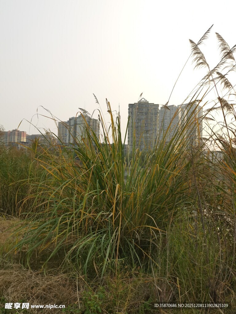 城郊草地与远处高楼景观