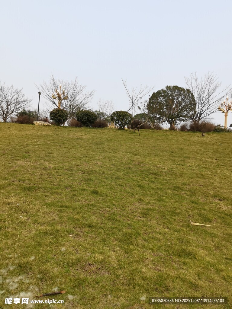 广袤草地与远处树木景观