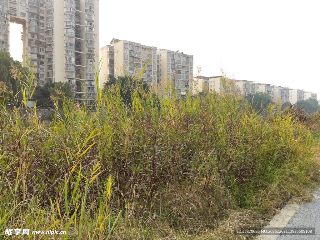 城郊路旁的茂盛野草